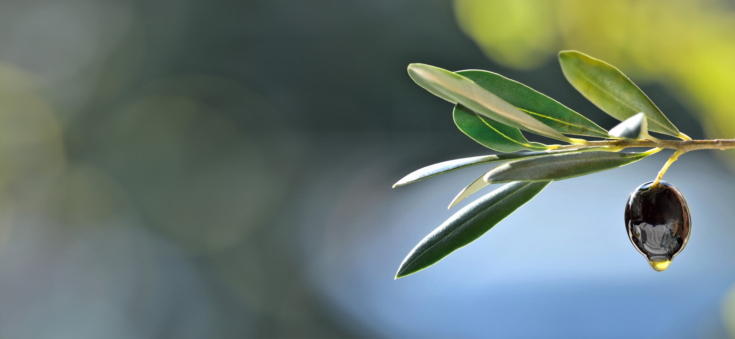 Olive_banner