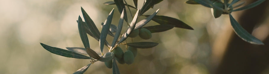 Sallaku Olive Oil